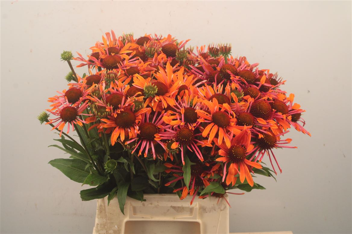 Echinacea Orange Passion 45cm