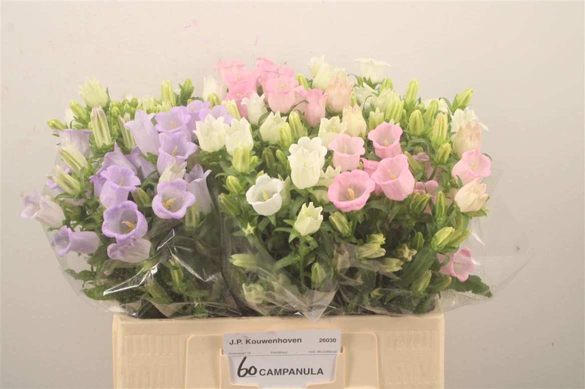 Campanula Medium Mix 60cm