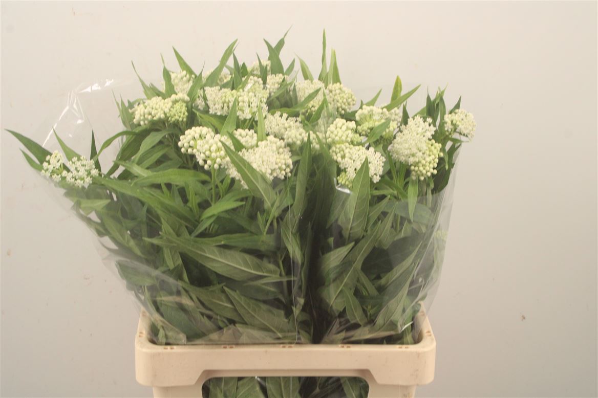Asclepias Incarnata Ice Ballet 65cm