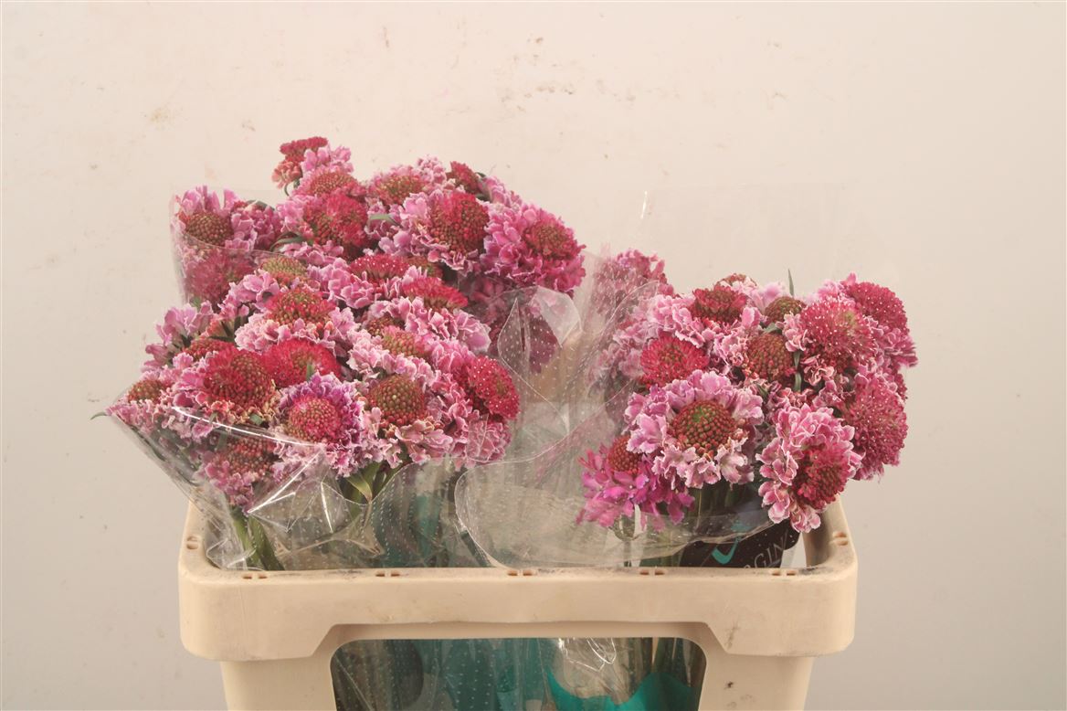 Scabiosa Focal Scoop Bicolor Pink 50cm