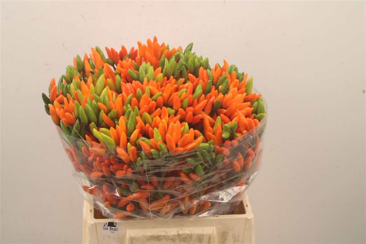 Capsicum Orange Fire 45cm