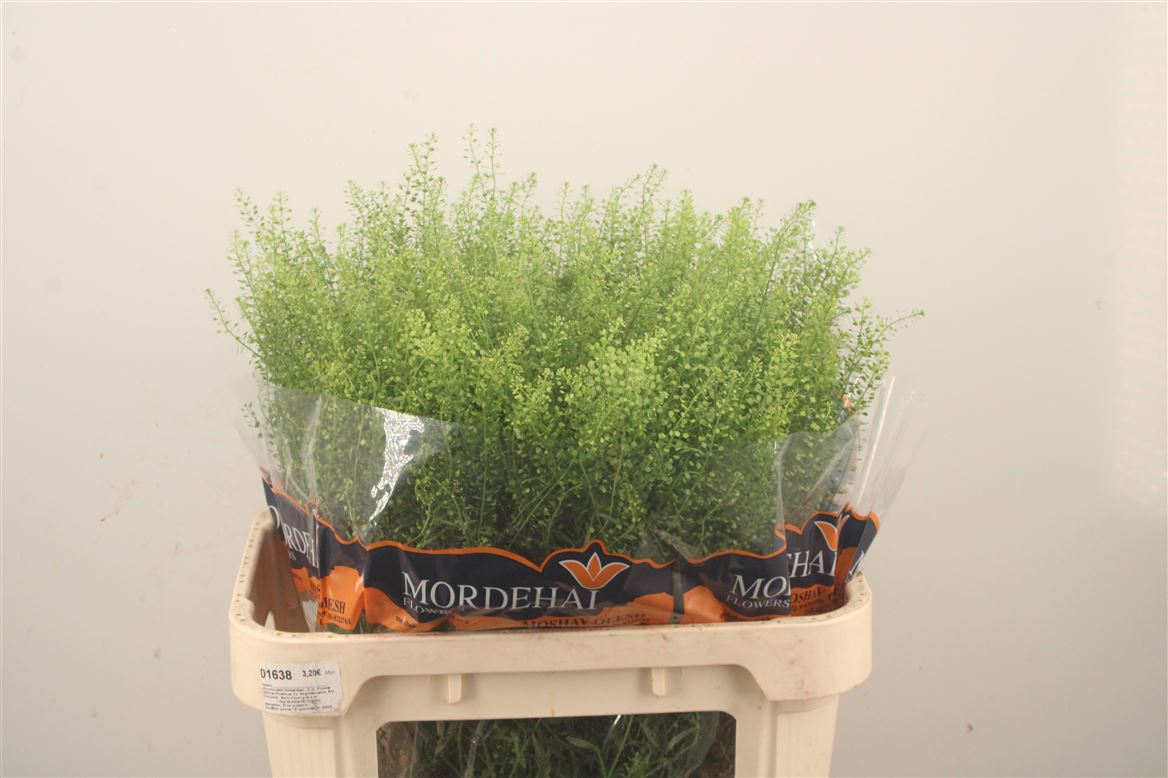 Lepidium Ruderale Green Bell 80cm 20gr.