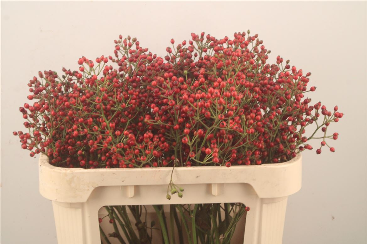 Rosa Autumn Splash 70cm