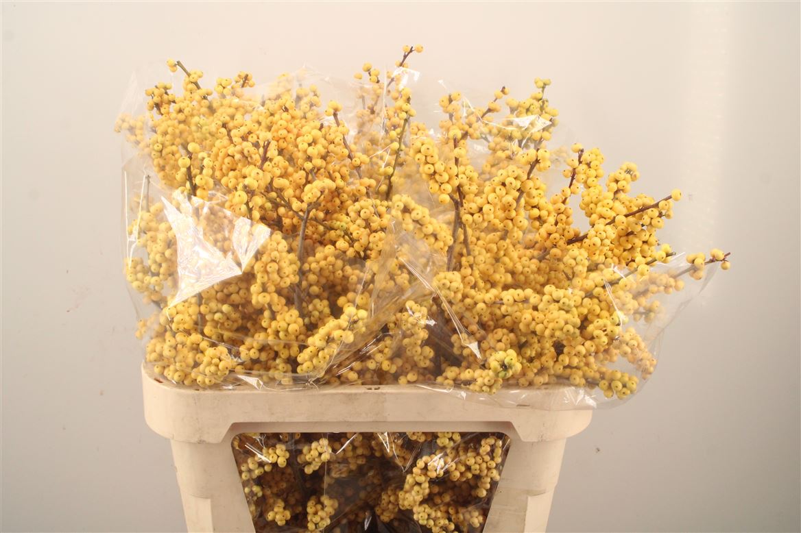 Ilex Verticillata Magical Citronella 80cm