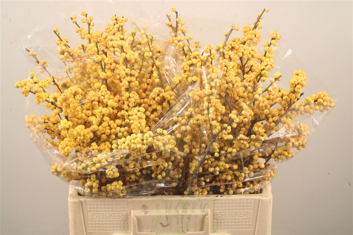 Ilex Verticillata Magical Citronella 60cm