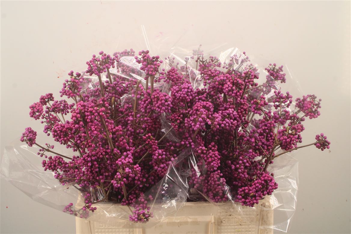 Callicarpa Bodinieri Profusion 60cm