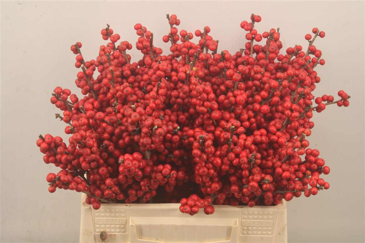 Ilex Verticillata 40cm