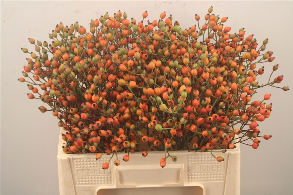 Rosa Magical Miracle 50cm