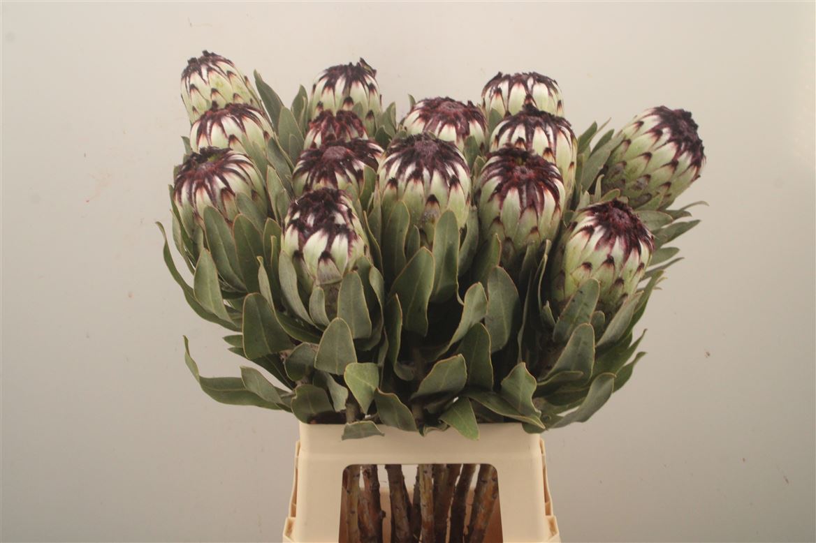 Protea Magnifica Niobe 70cm