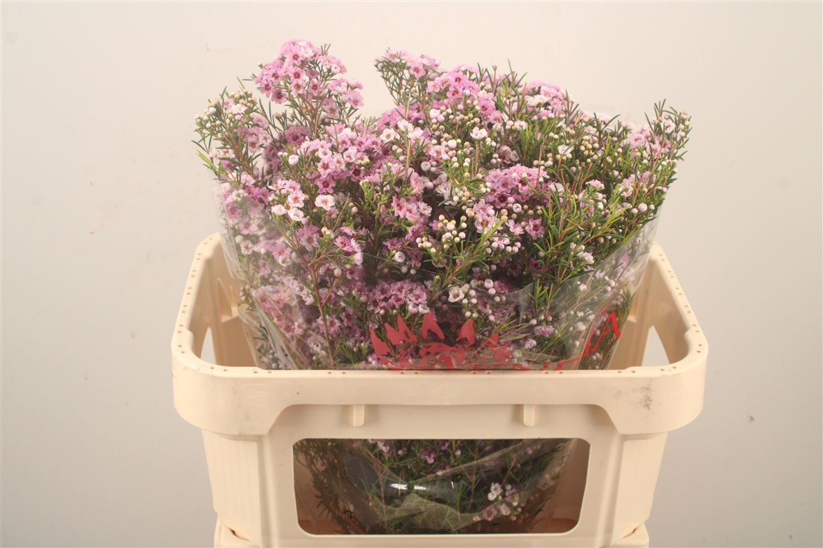 Chamelaucium Giselle 70cm 70gr.
