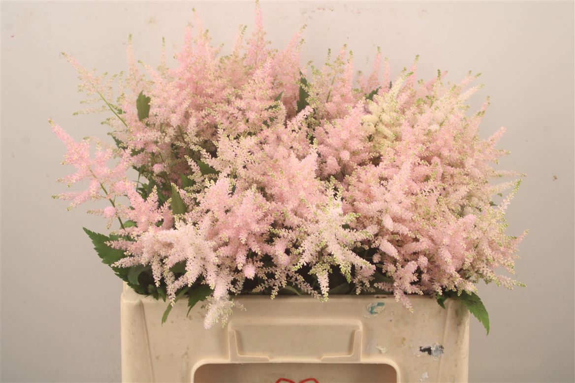 Astilbe Europa 55cm