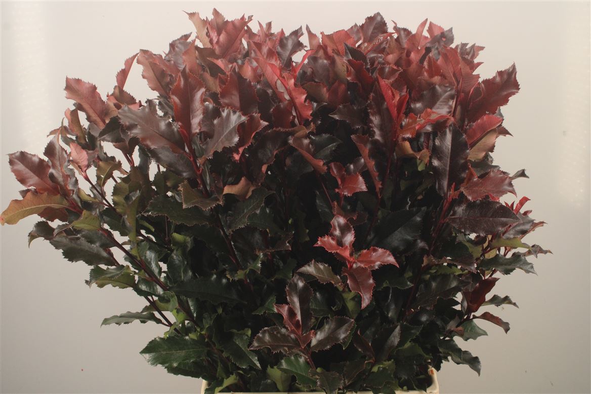 Photinia Mag Volcano 80cm