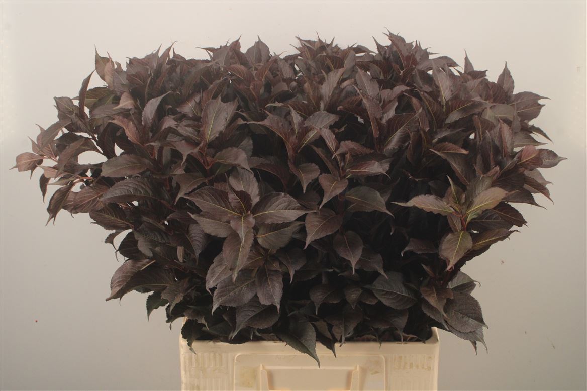 Weigela Shining Fantasy 70cm