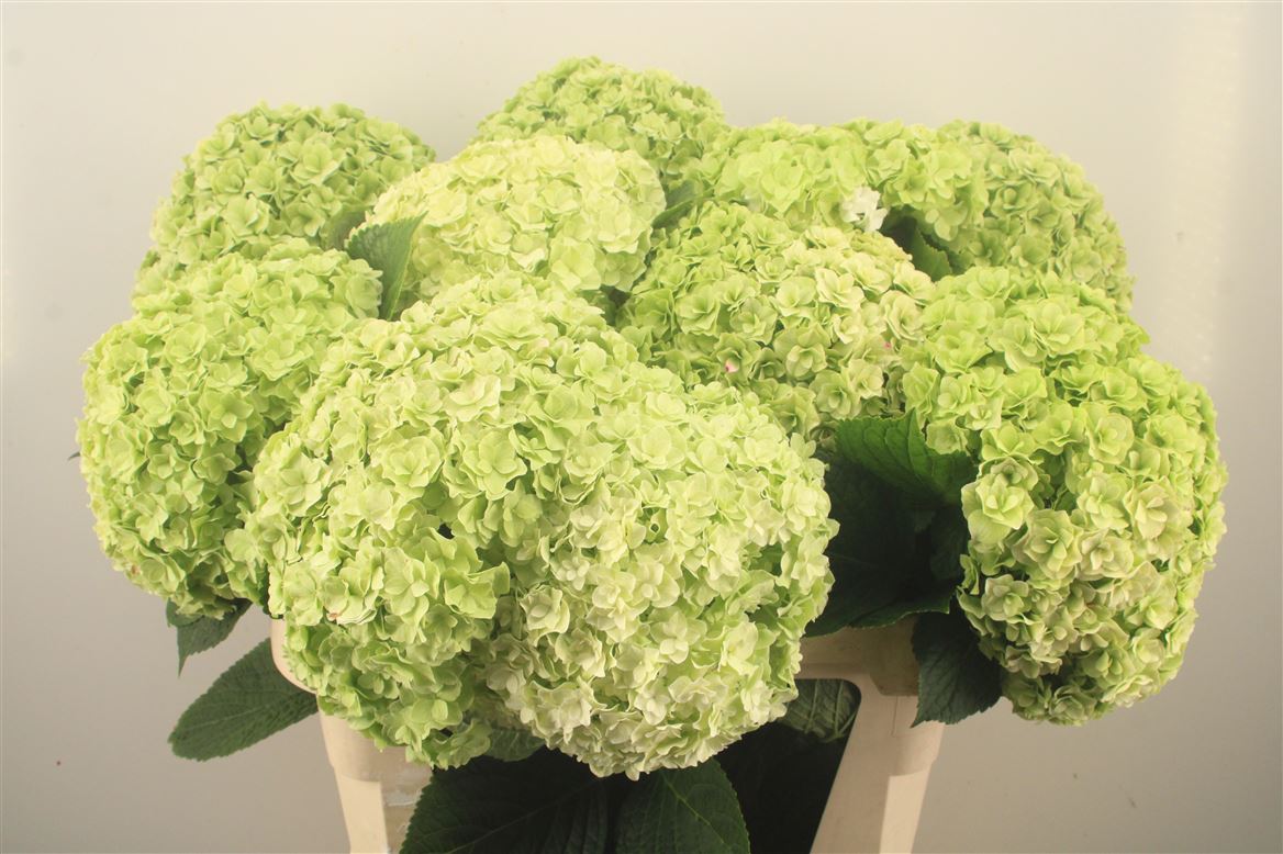 Hydrangea Royal Highness Classic 80cm 25-27cm Hd