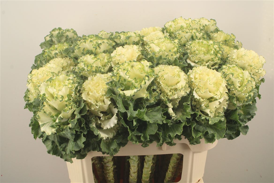 Brassica Crane Ruffle White 70cm