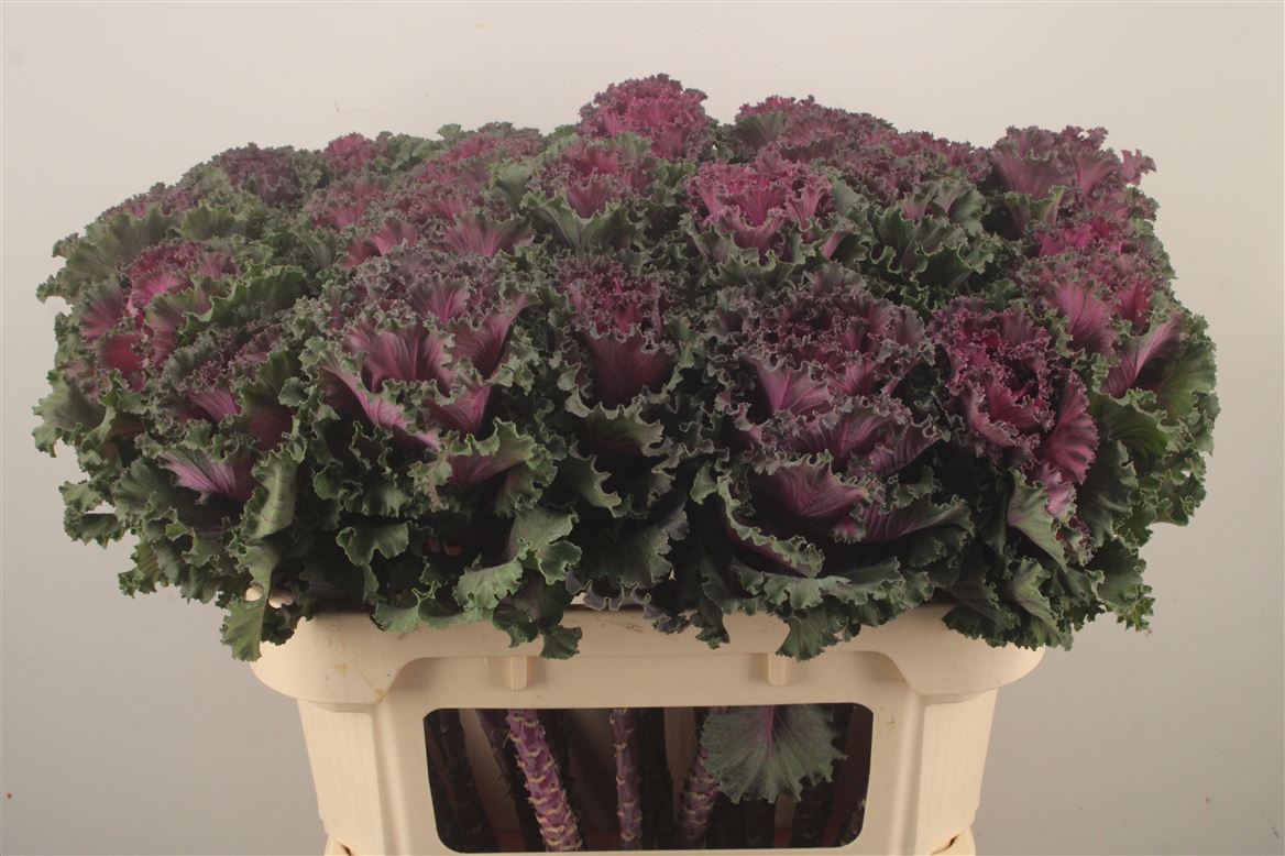 Brassica Crane Ruffle Red 70cm
