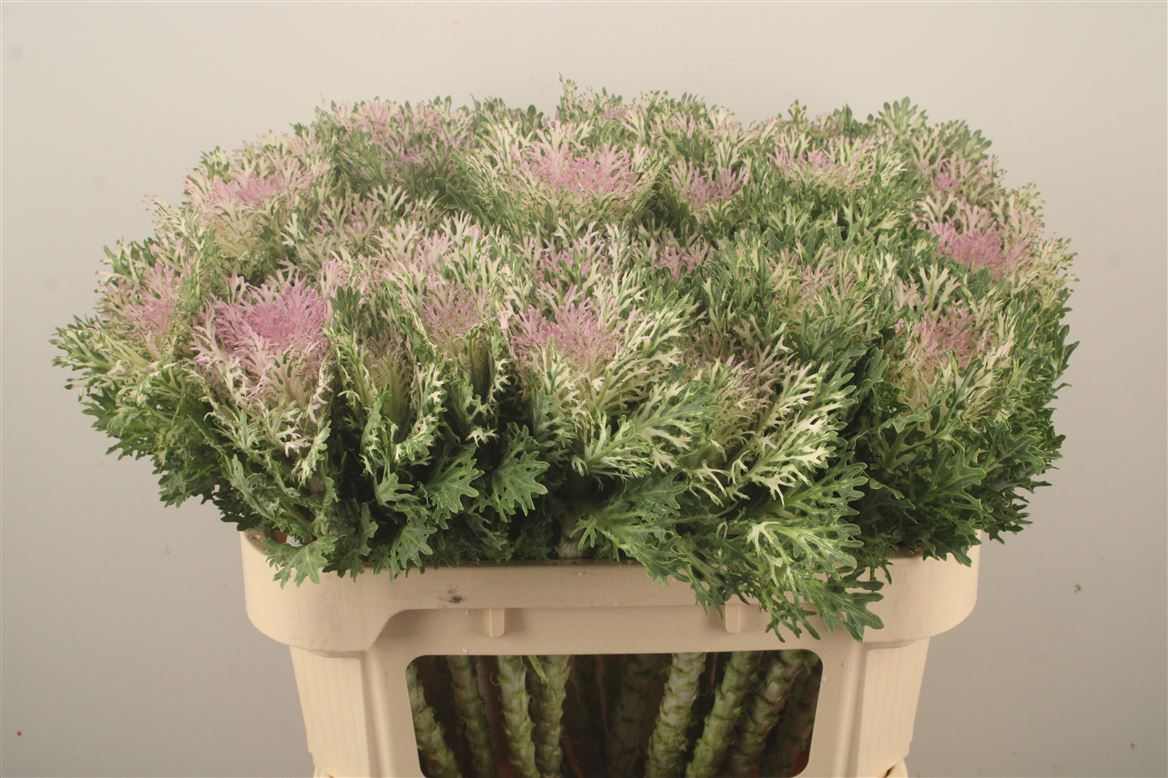 Brassica Crane King 70cm