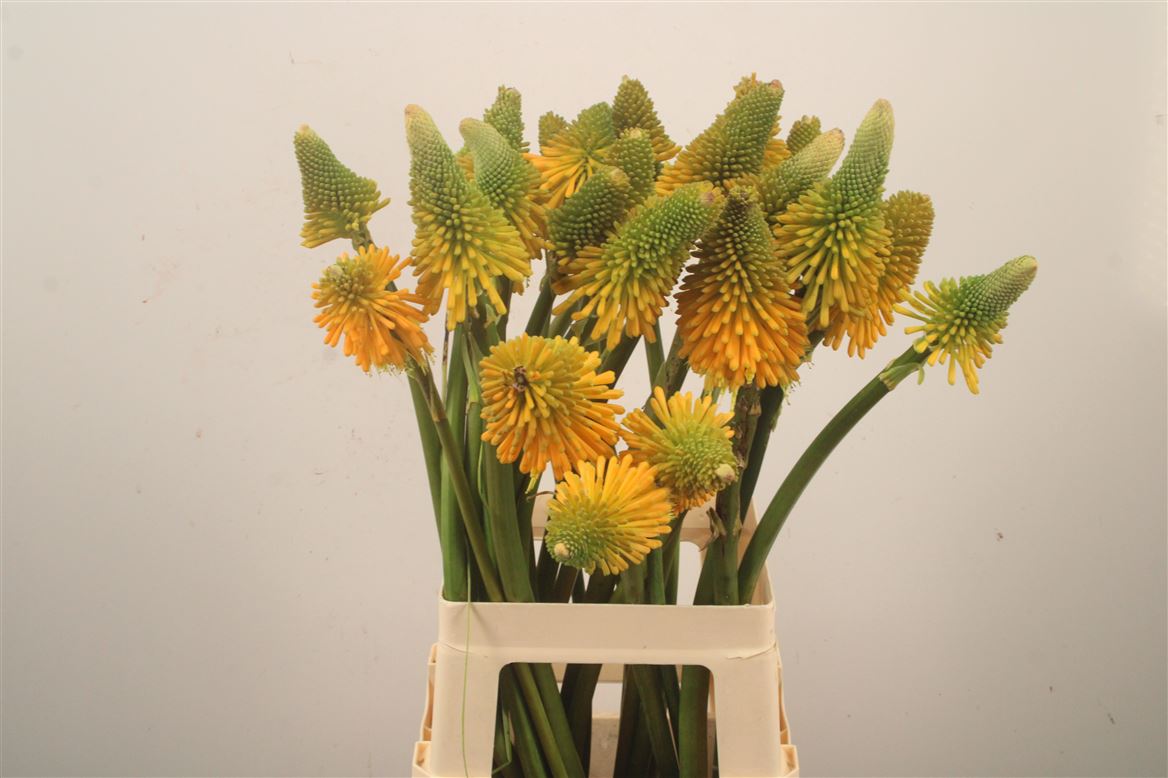 Kniphofia Magical Happy Halloween 70cm