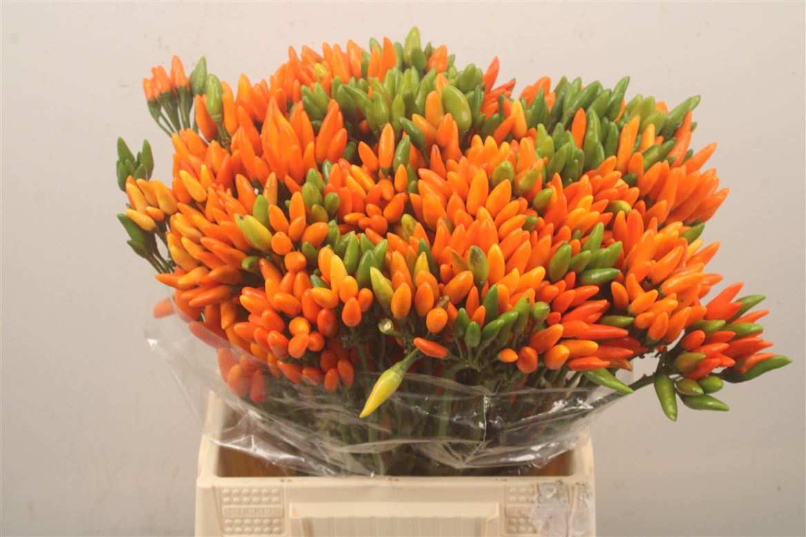 Capsicum Orange Fire 45cm
