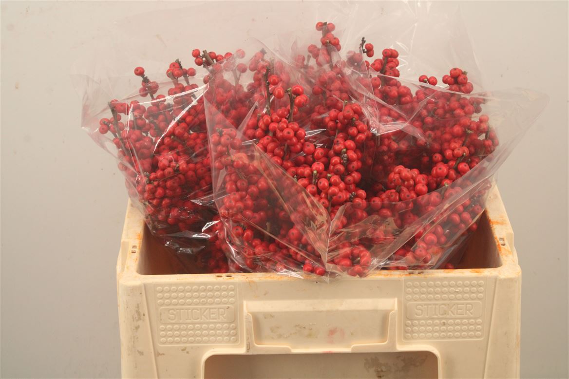 Ilex Verticillata 50cm