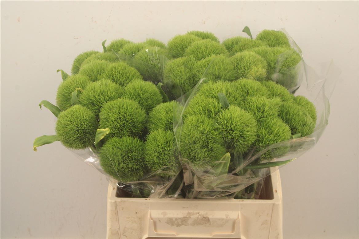 Dianthus Barb Kiwi Mellow 40cm