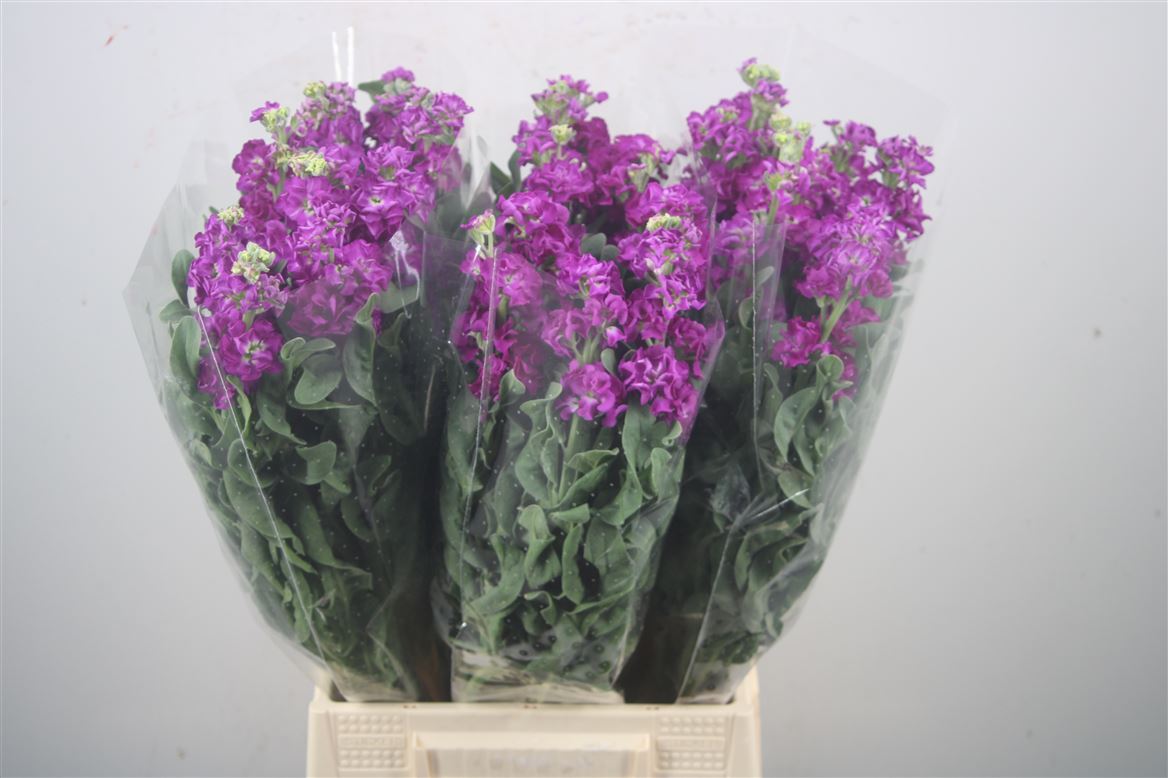 Matthiola Iron Purple 60cm