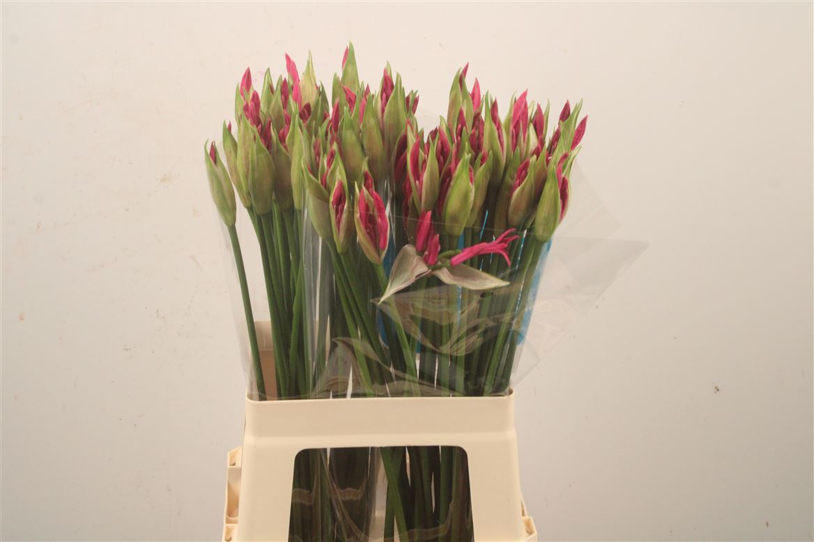 Nerine Ras Van Roon 65cm
