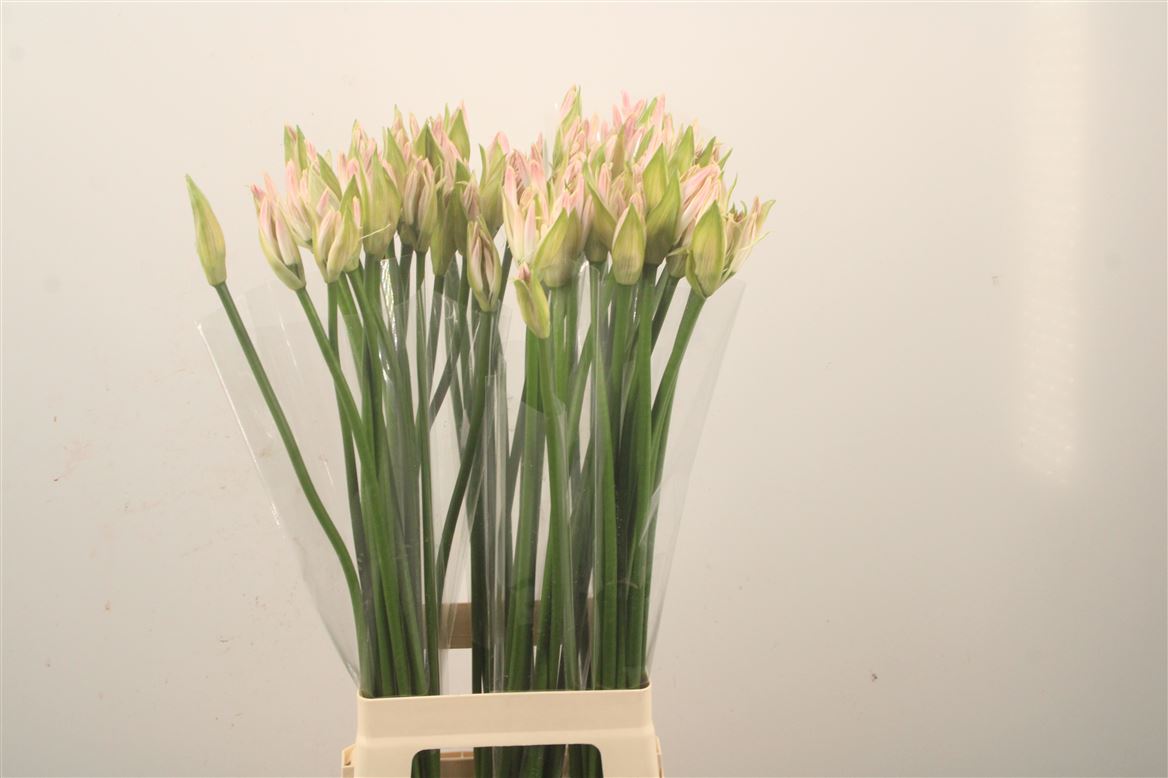 Nerine Bicolor Bionce 80cm