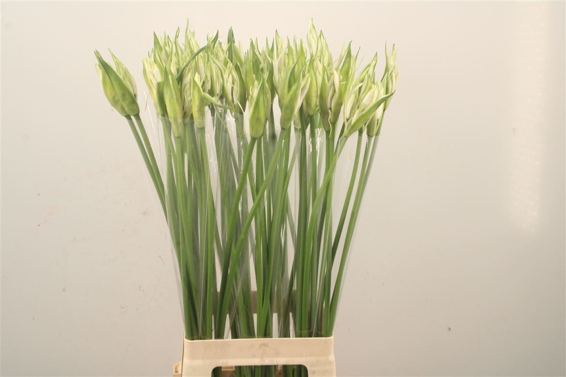Nerine Like A Virgin 80cm