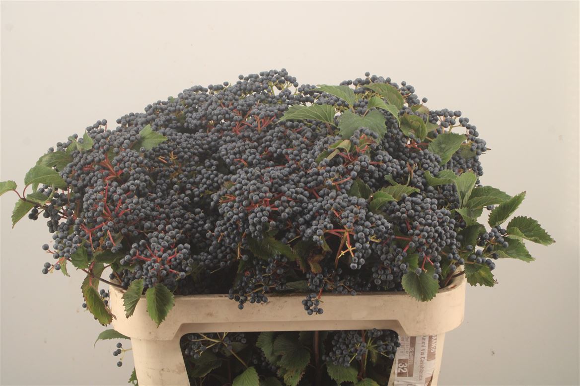 Viburnum Dark Blue Hermania 80cm 5-hd