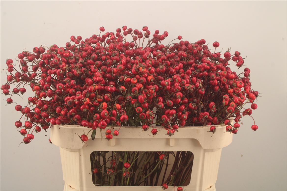 Rosa Red Hooijdonk 70cm