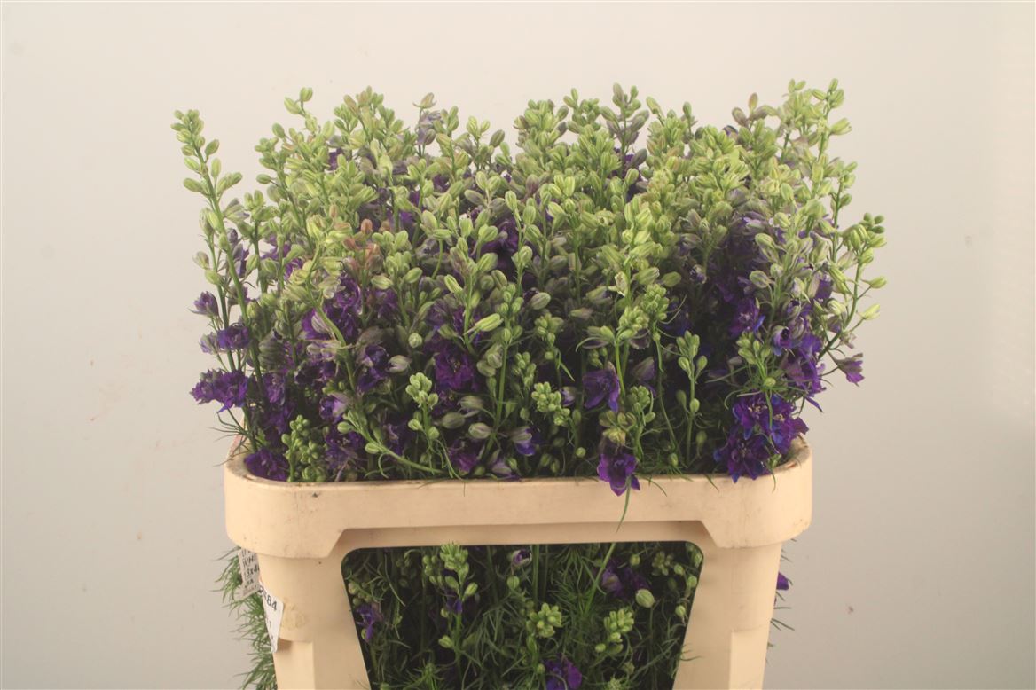 Consolida Regalis Qis Dark Blue 80cm