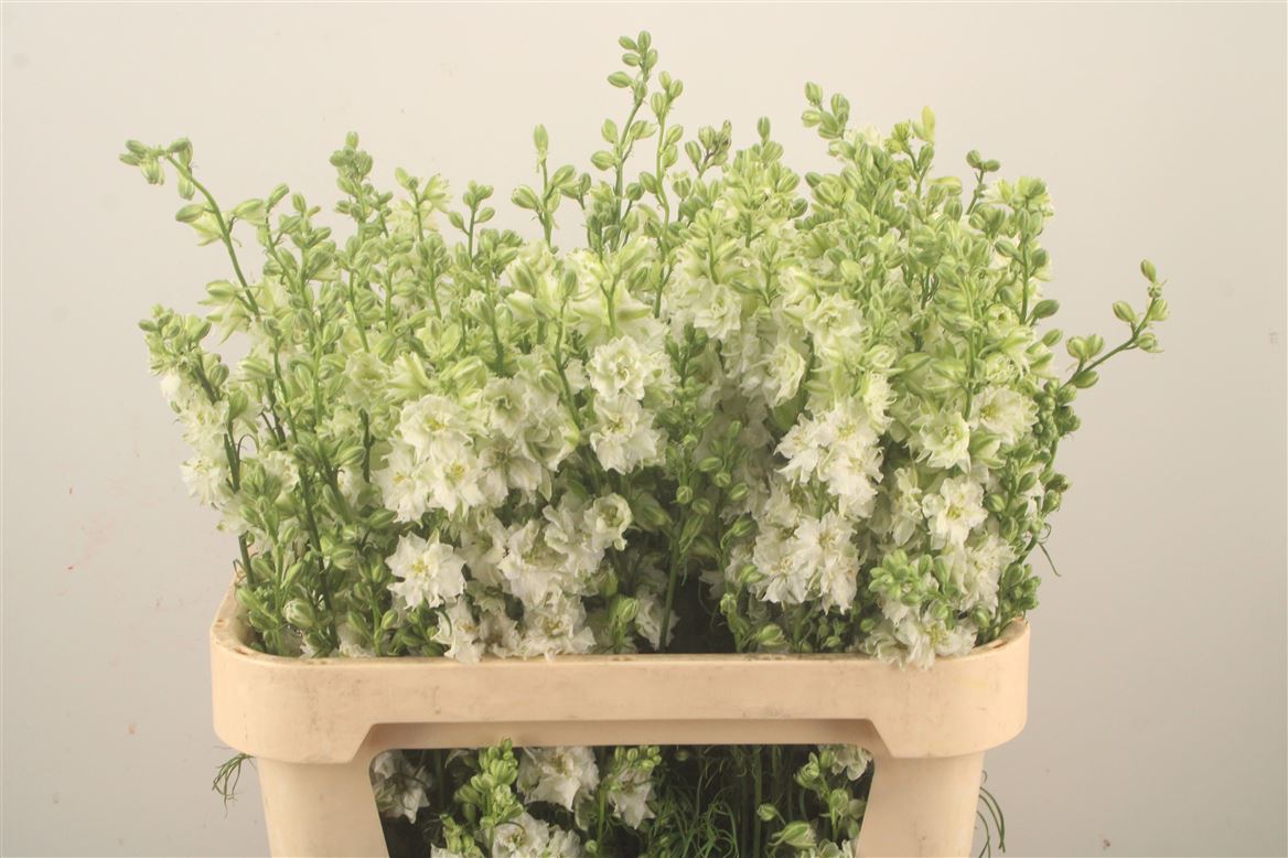 Consolida Regalis Qis White 80cm