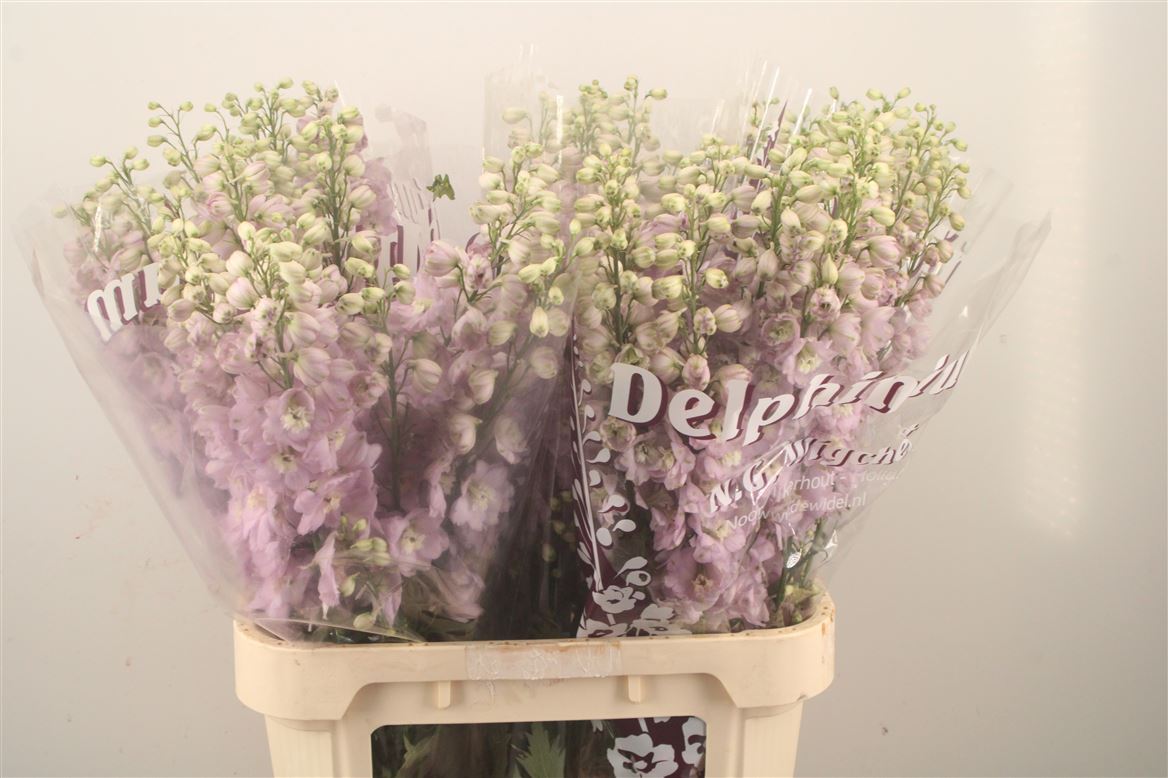 Delphinium Double Dewi Fame 90cm