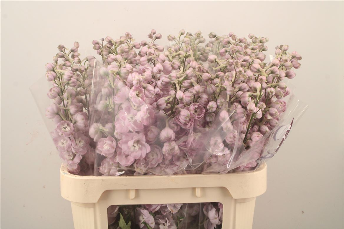 Delphinium Double Dewi Pink Spijker 80cm