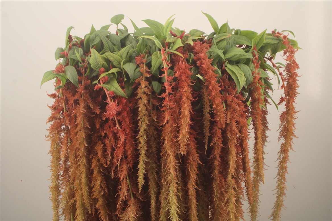 Amaranthus Caudatus Brown Spider 80cm