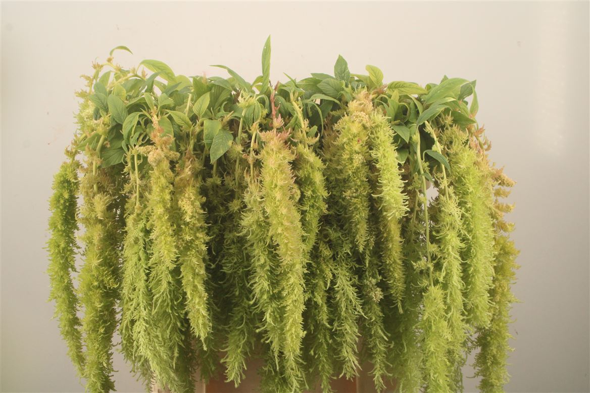 Amaranthus Caudatus Green Spider 80cm