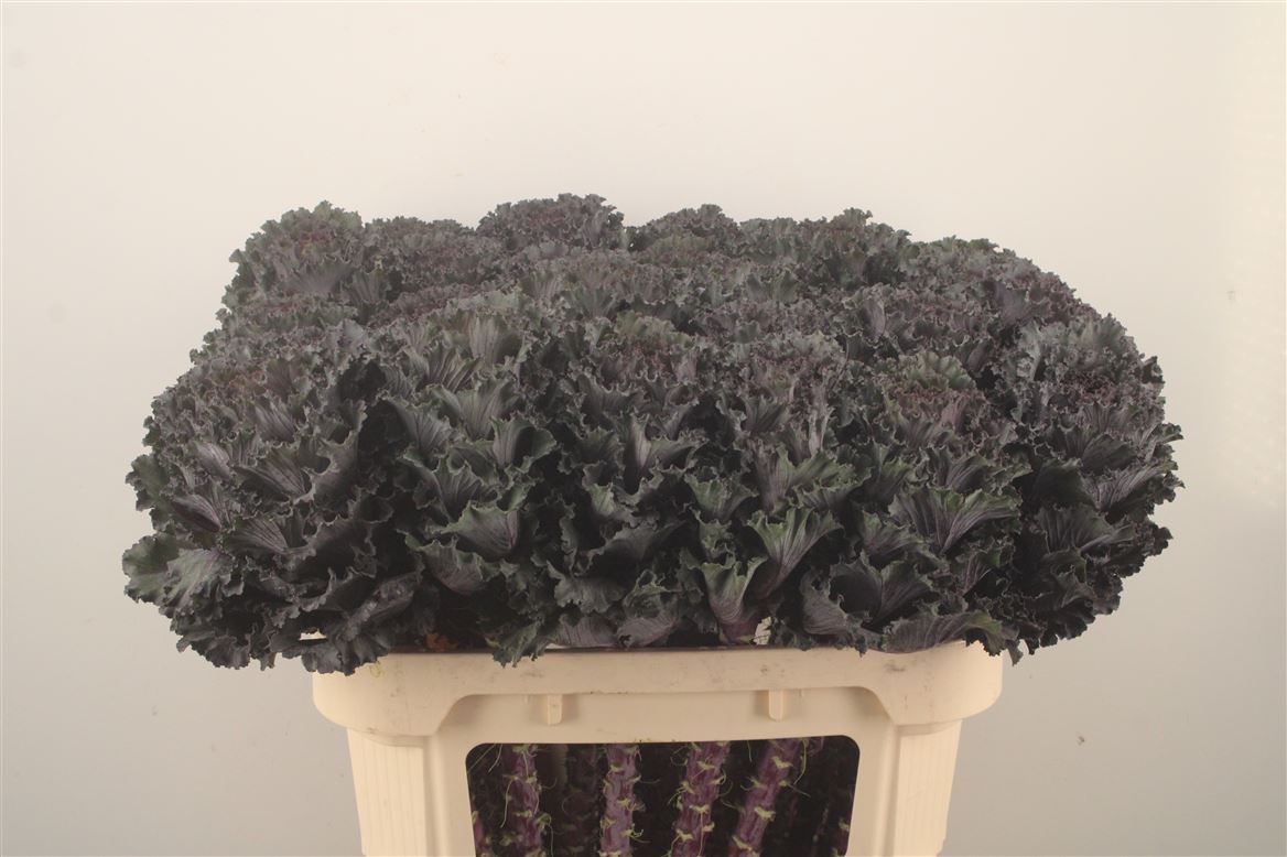 Brassica Black Angel 70cm