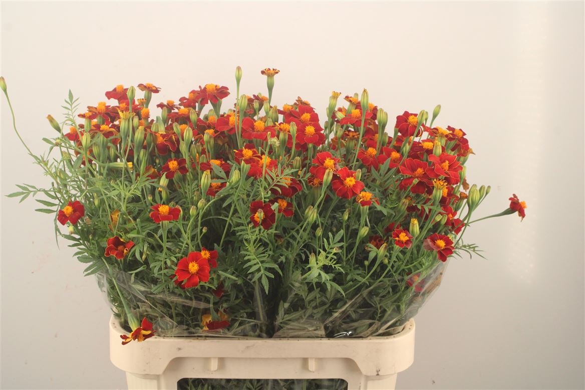 Tagetes Burning Embers 80cm
