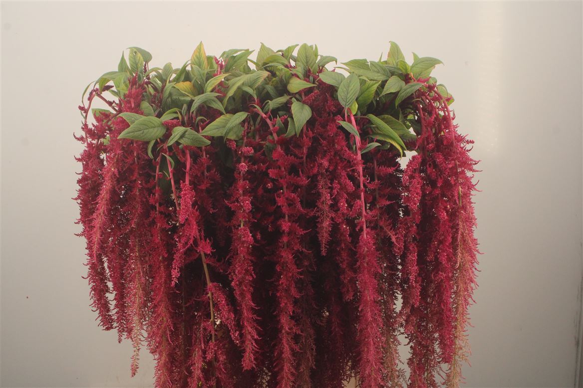 Amaranthus Caudatus Red Spider 80cm