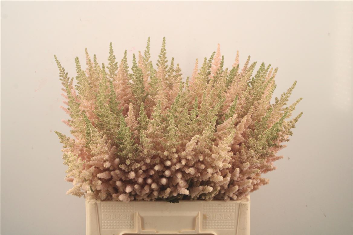 Astilbe Vision Inferno 65cm