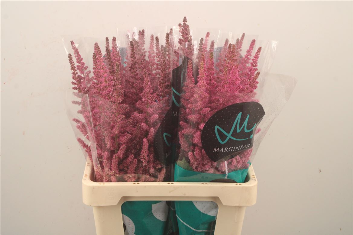 Astilbe Vision In Pink 65cm