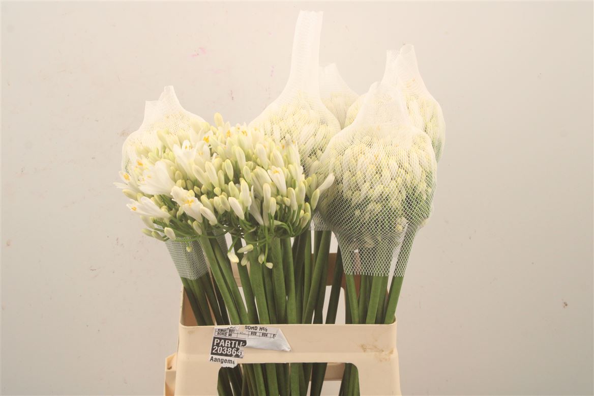 Agapanthus Gletsjer 60cm