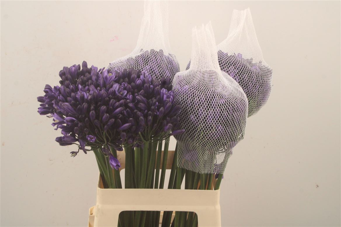 Agapanthus Everpanthus Poppin' Star 60cm