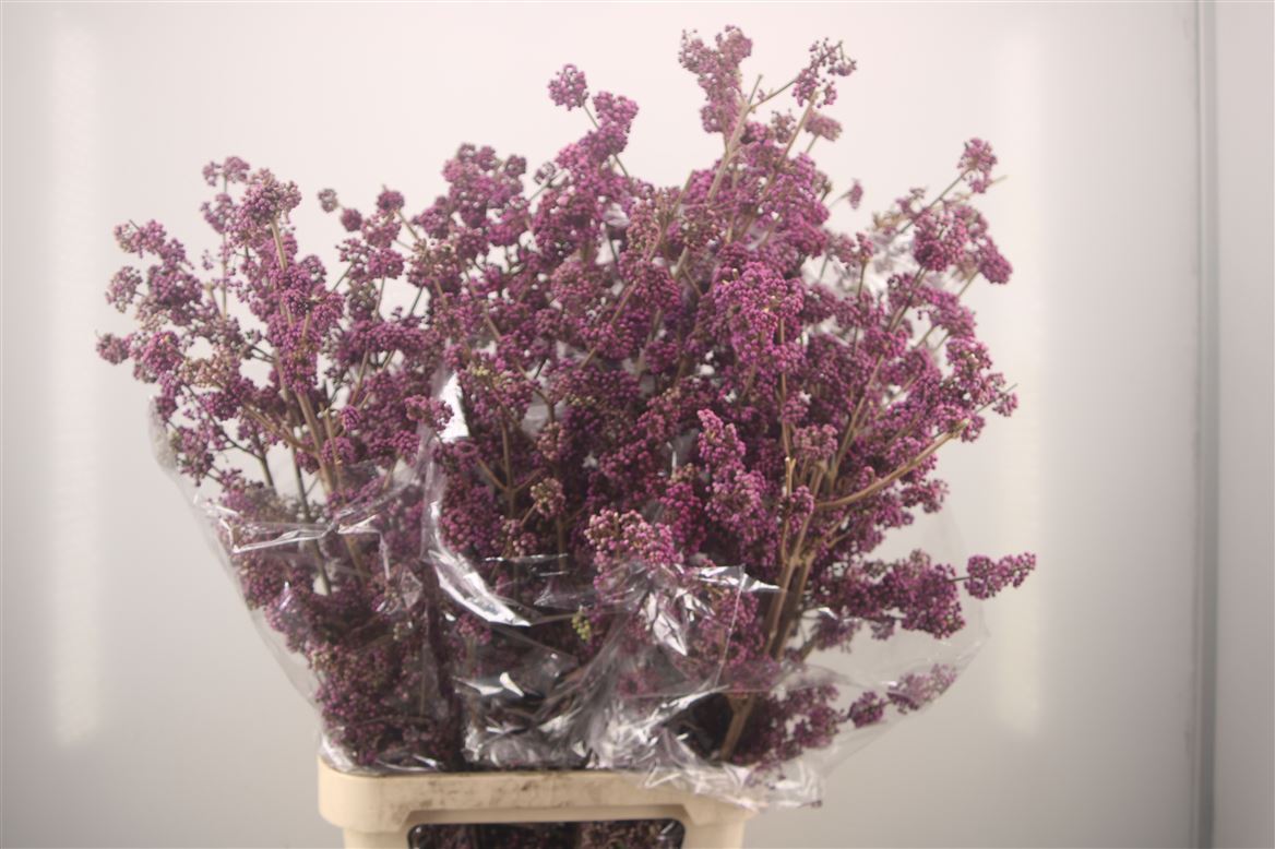 Callicarpa Bod Giraldi(imp) 120cm