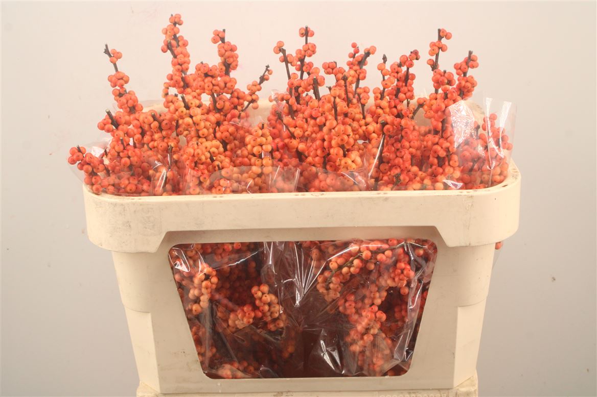 Ilex Verticillata Winter Gold 70cm
