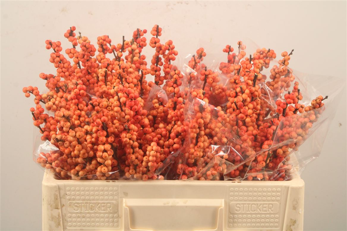 Ilex Verticillata Winter Gold 50cm