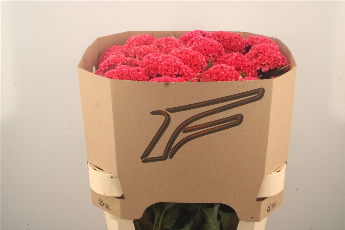 Celosia Coral Diamond 80cm