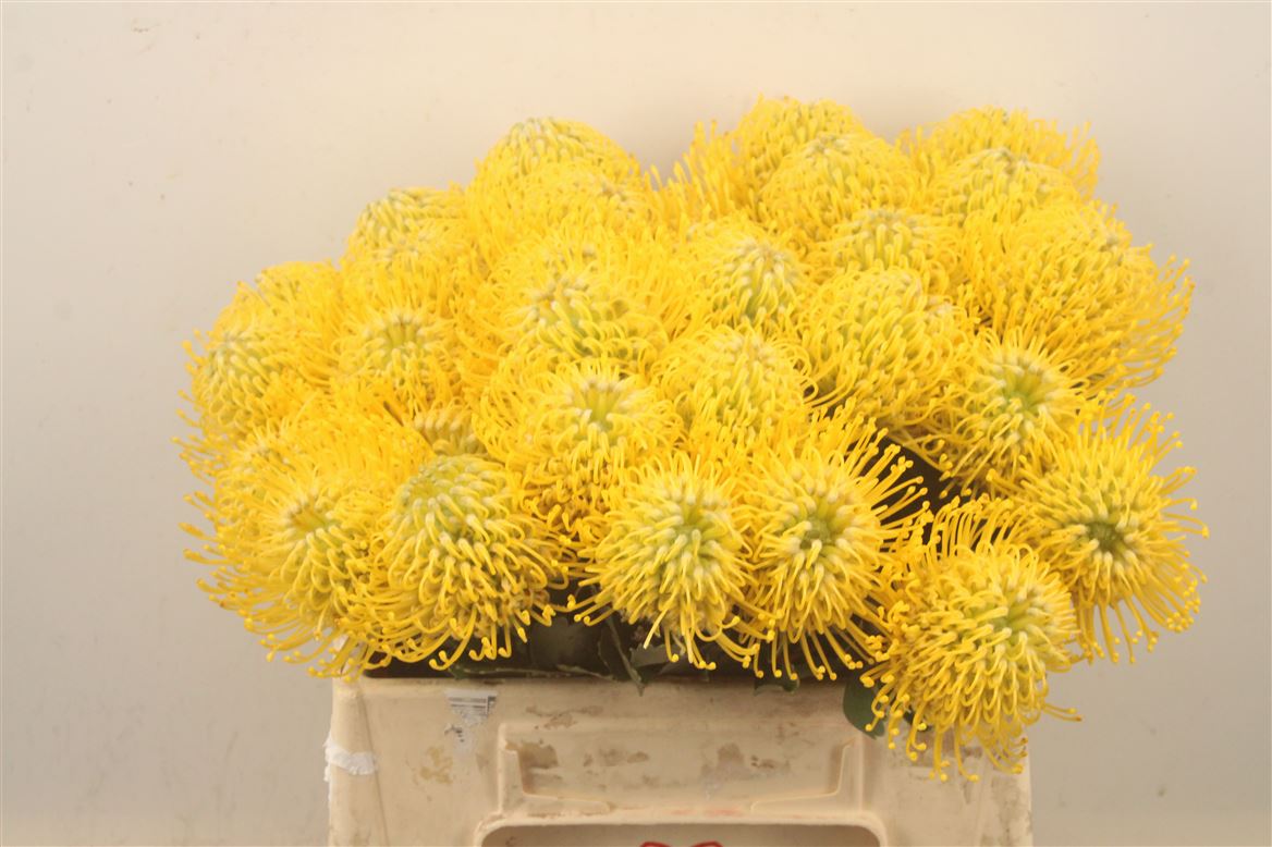 Leucospermum Ayoba Yellow 40cm