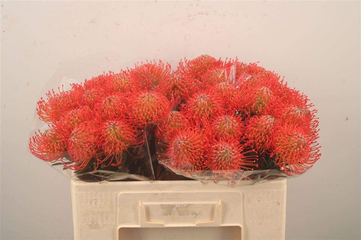 Leucospermum Succession 50cm